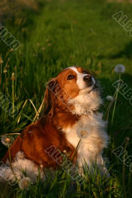 Dog with dandelion seeds