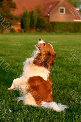 Kooijker dog sitting