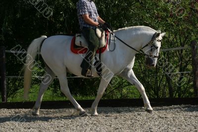 Dressage horse