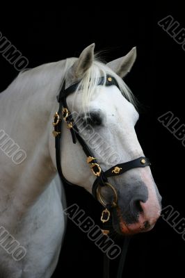 Friendly grey andalusian
