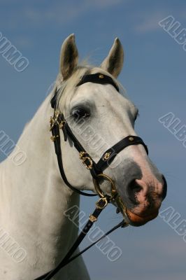 Noble horse portrait