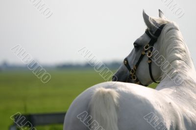 Horse looking away