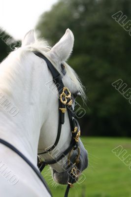 Andalusian: backview