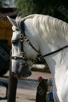 Dressage, head close-up