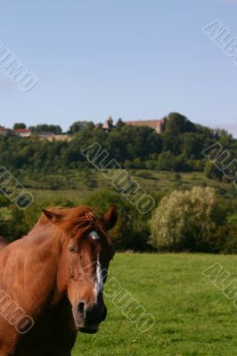 Horse flies