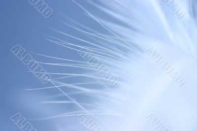 little white feather
