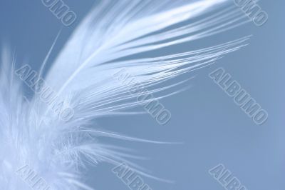 little white feather