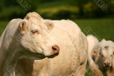 Cow and flies.