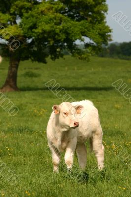 White calf