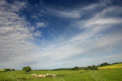 Peaceful landscape