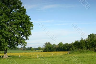 Summer landscape