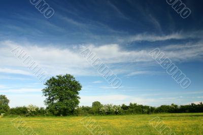Spring landscape