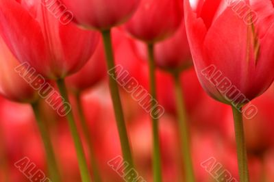 Stems and flowers