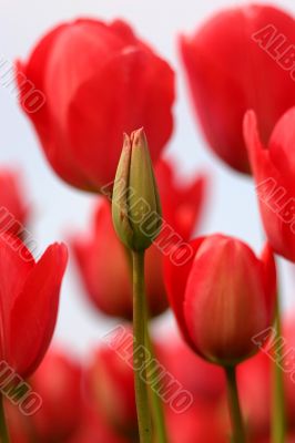 Pink tulips