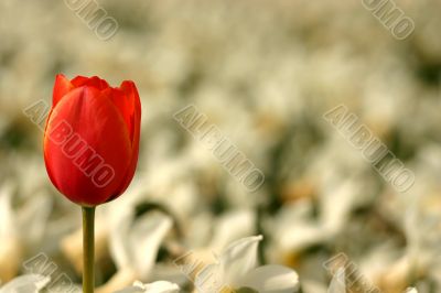 Single red tulip