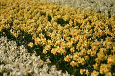 Fields of daffodils