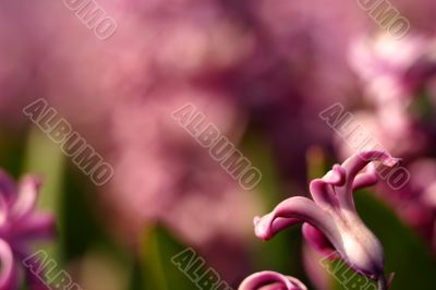 Pink hyacinth fowers