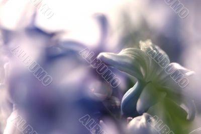 Purple hyacinth flowers