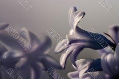 purple hyacinth flower