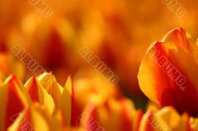 Red and yellow tulips