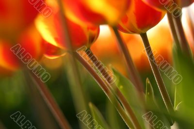 Orange tulips