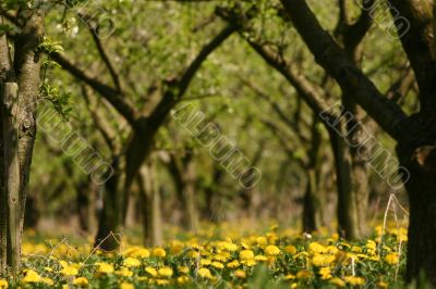 Apple orchard in spring