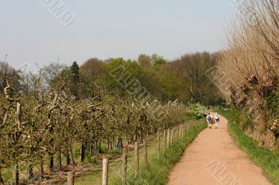 Walking through the orchards