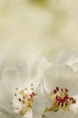 White blossom