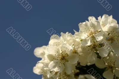 Apple blossom