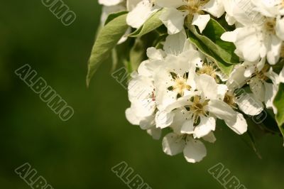 Beautiful blossom