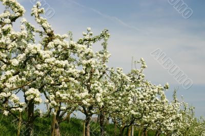 Apple orchard