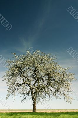 Single apple tree