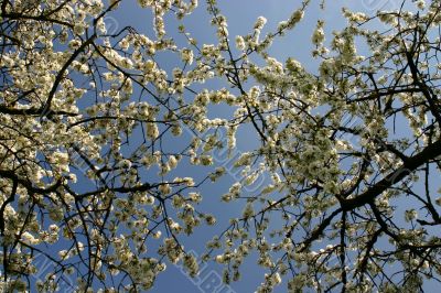 Apple blossom branches