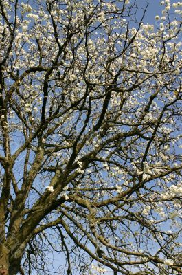 Blossom tree