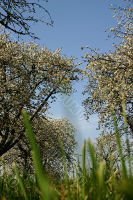 Apple trees in an orchard