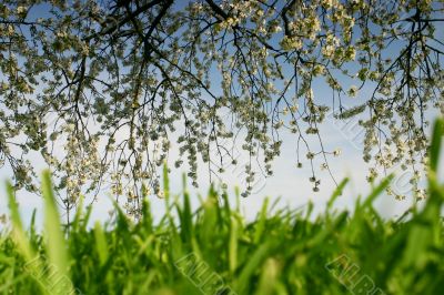 Blossom and grass