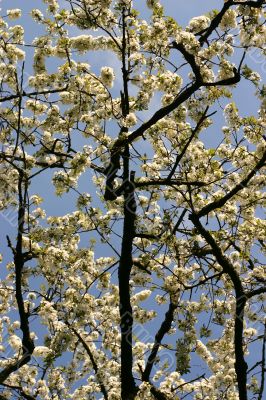 Branches of blossom