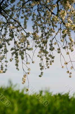 Hanging blossoms