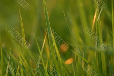 Grass in evening light