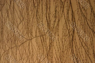 Branches on a wall