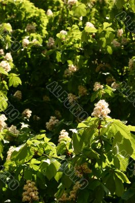 Green leaves and flowers