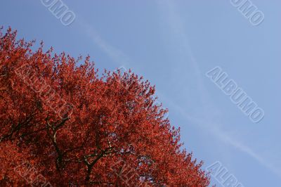 Red tree, blue sky