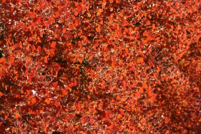 Red leaves