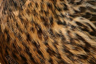 Feathery coat