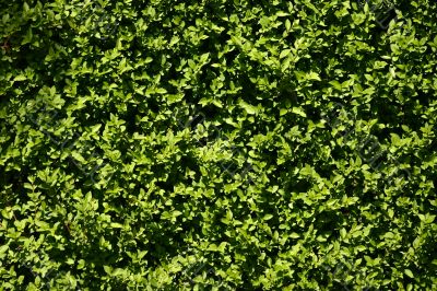 Small green leaves