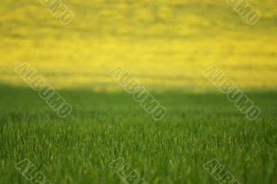 Wheat and rapeseed