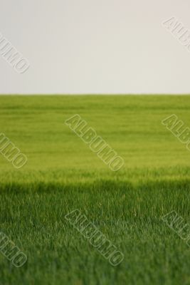 Lined wheat field