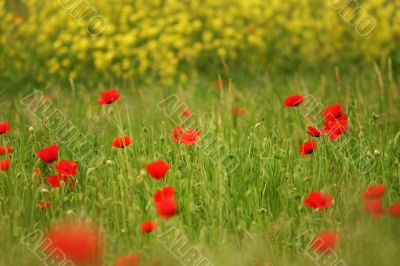 Poppies and rapeseed