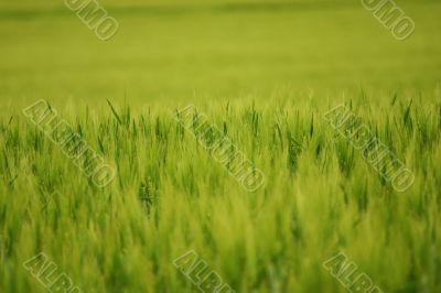Green wheat field