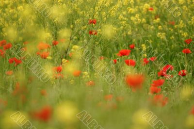 Poppies and rapeseed